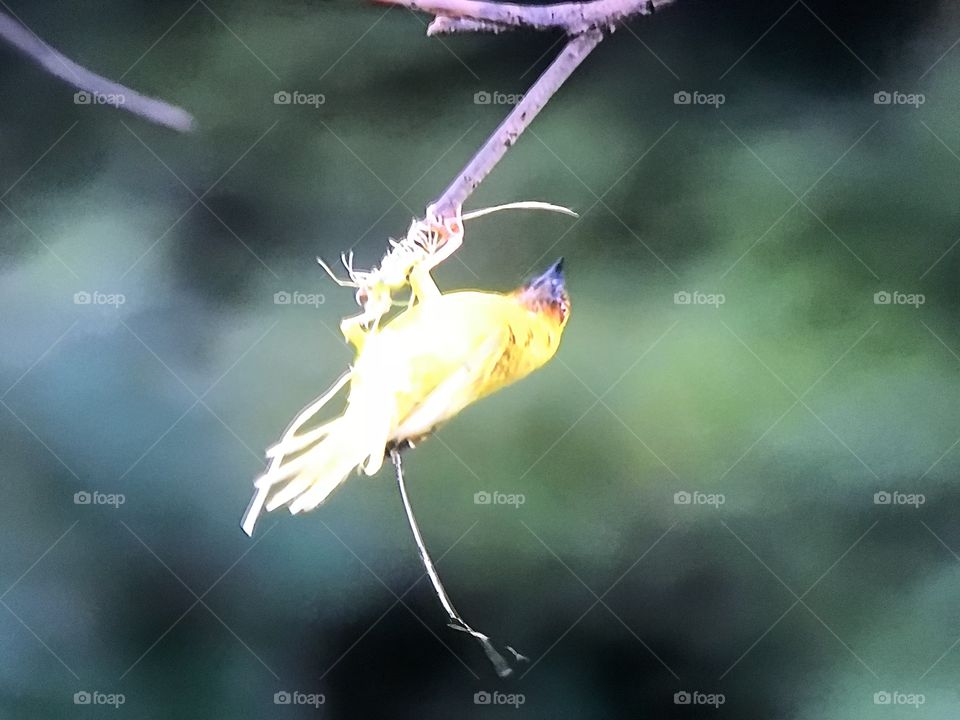 Stage nesting of Weaver Bird 