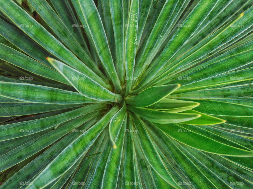 High angle view of cactus