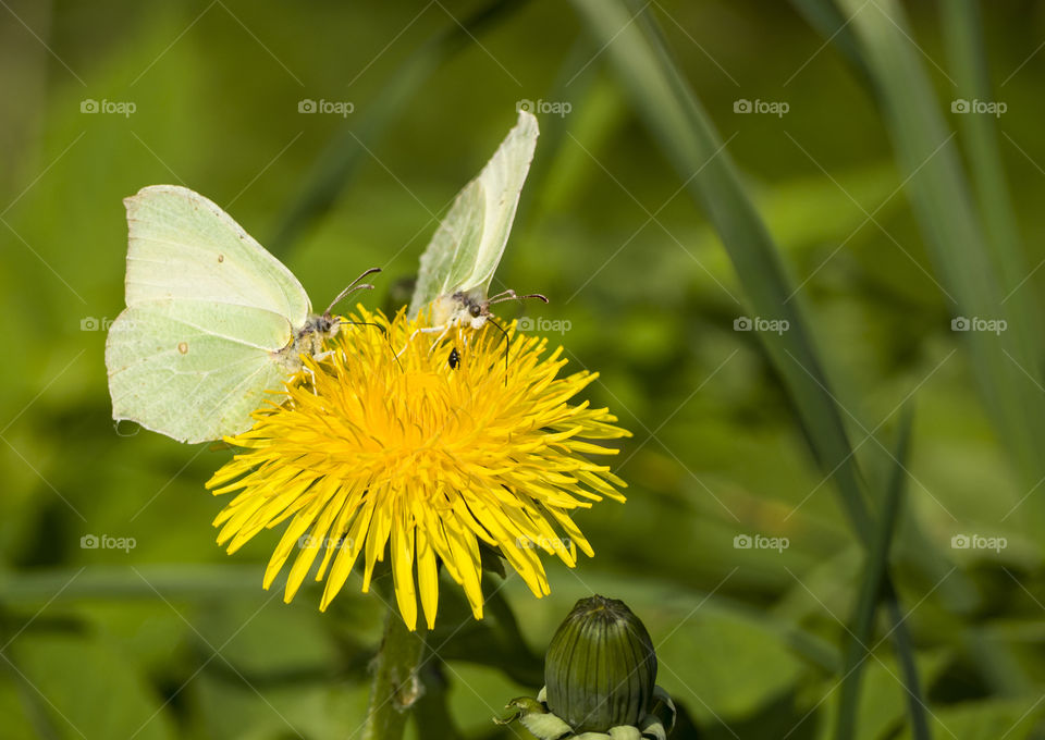 two butterfiesl on dandelion