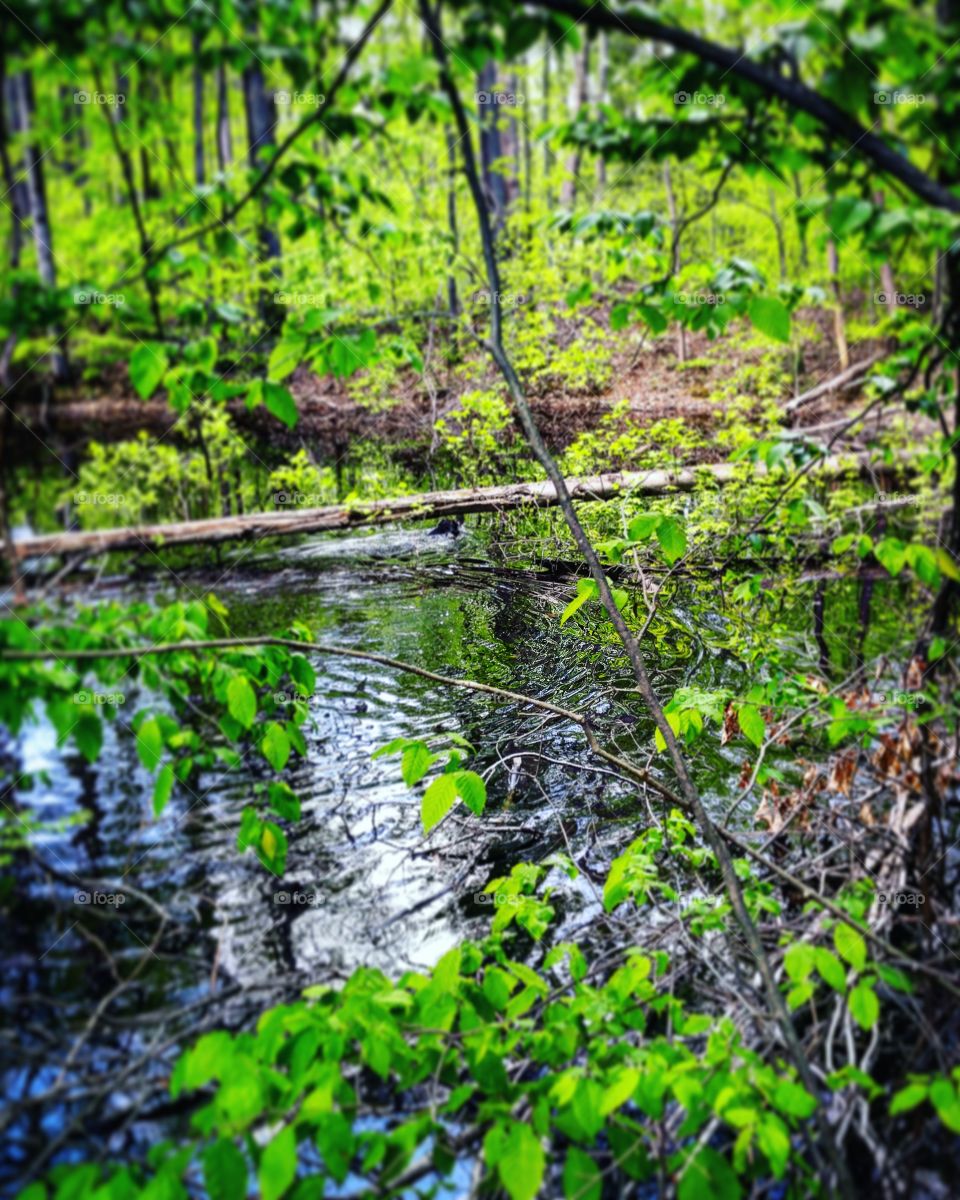 Pond in the woods