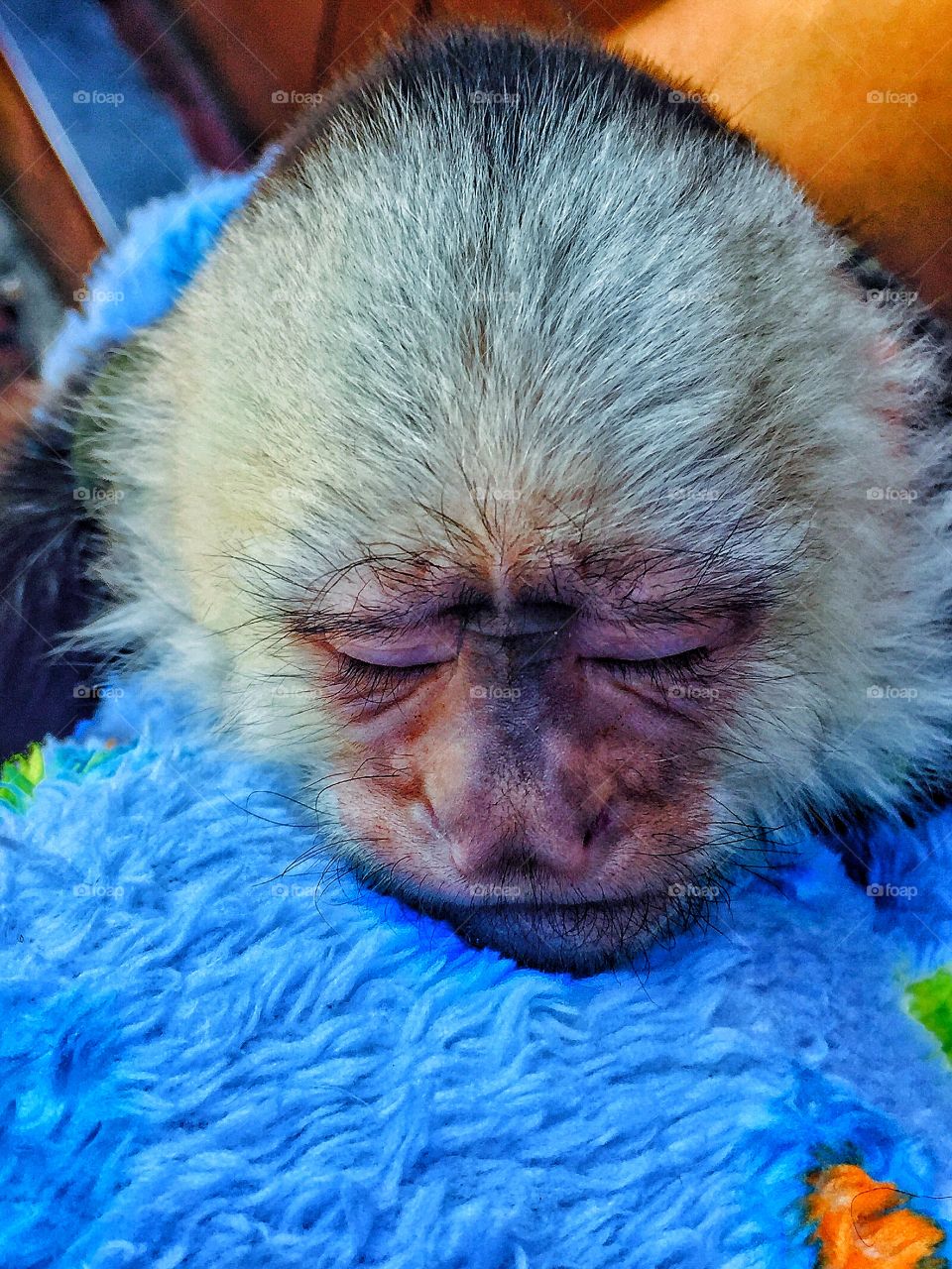 Napping capuchin monkey