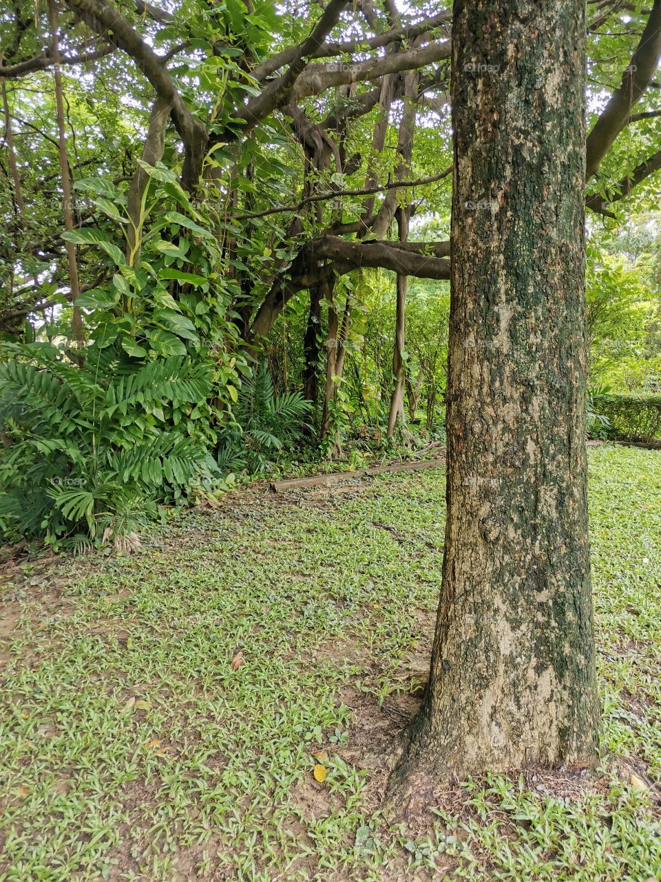 Tree in a beautiful green lush garden in Bangkok, Thailand.
