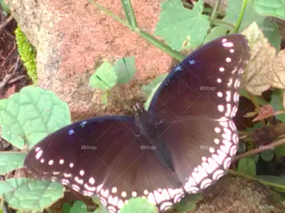 Beautiful butterfly drinking flower sweet.
