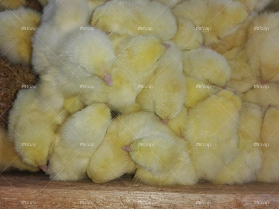 sleeping chicks