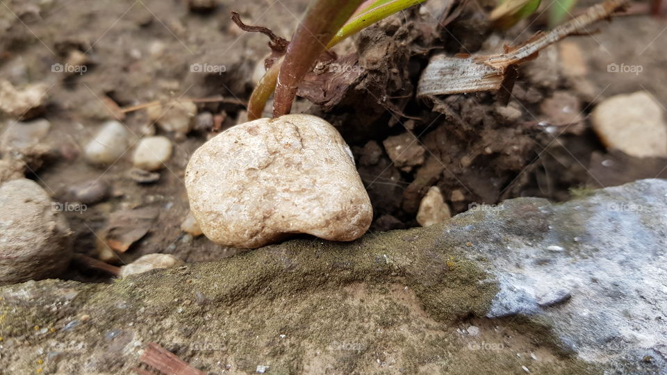 Stone in the garden