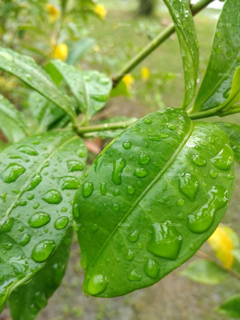 green leaves in the water drops