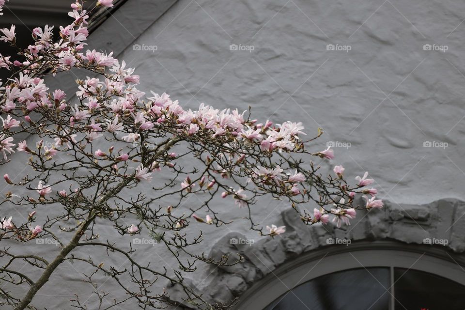 Magnolia blooming in spring 