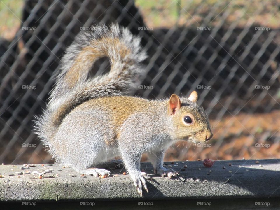 Close-up of a squirrel