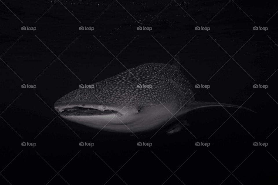 fish asia underwater scuba by paulcowell