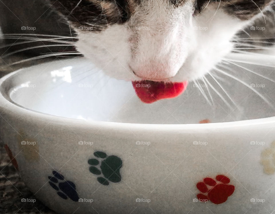 A little pink cat tongue, surrounded by delicate white whiskers dips into a feeding bowl 