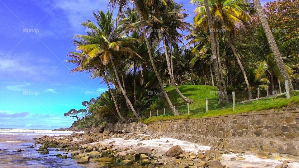 palm trees at beach