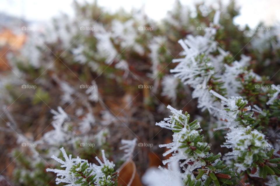 Close-up winter plants