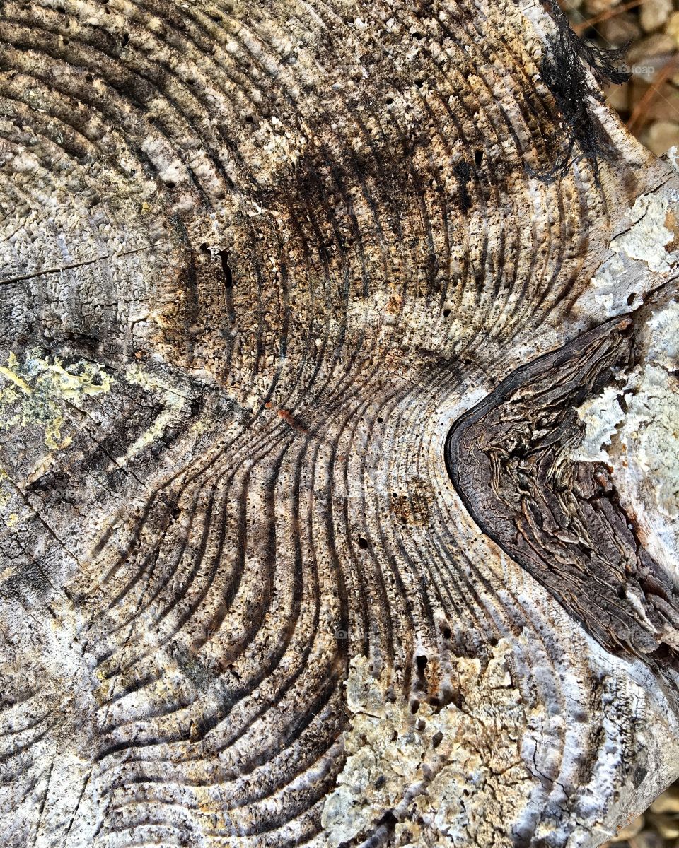 Tree rings 