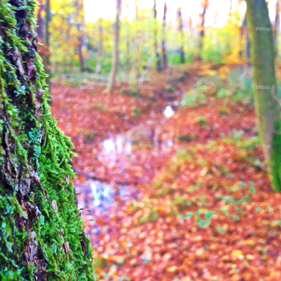 tree leaves water forrest by kris770d