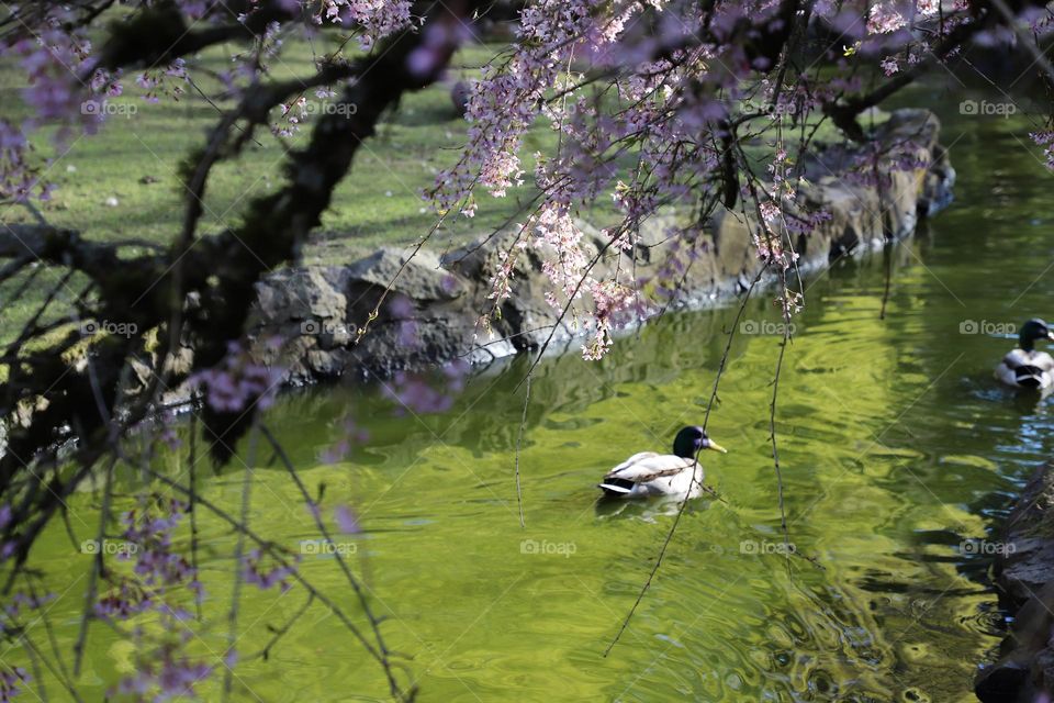 Spring in the parc