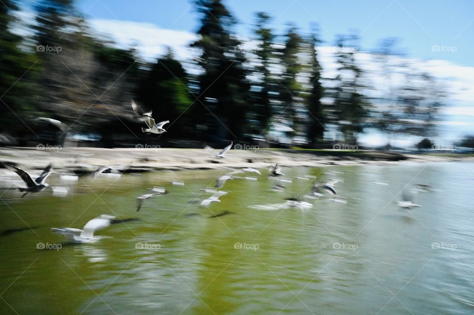 At the pond with the birds 