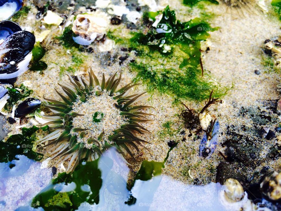 Sea anemone in sea