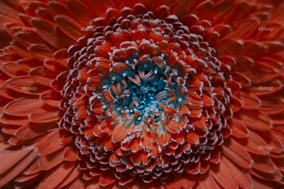 nature flower macro closeup by lukat