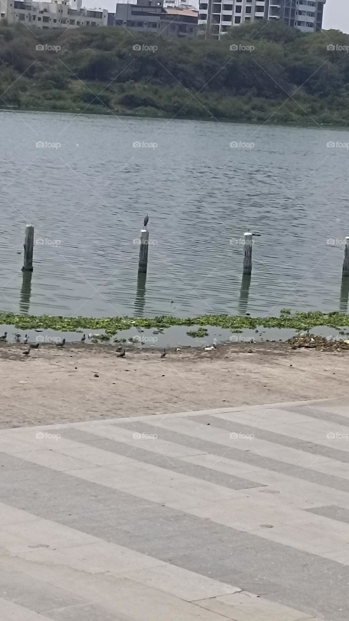 heron bird sitting on a poll searching food