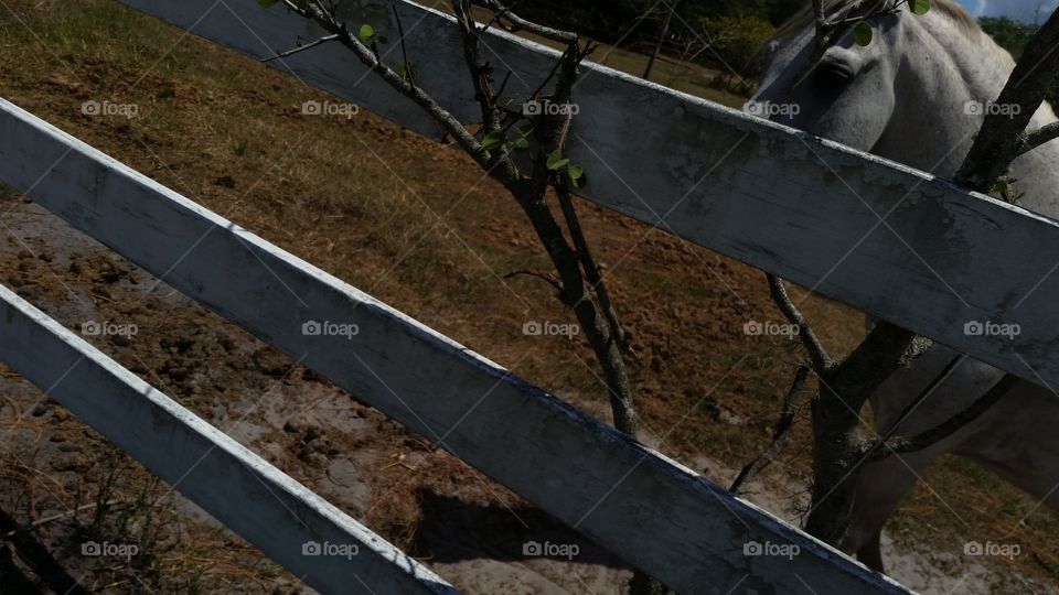 Horse , fence