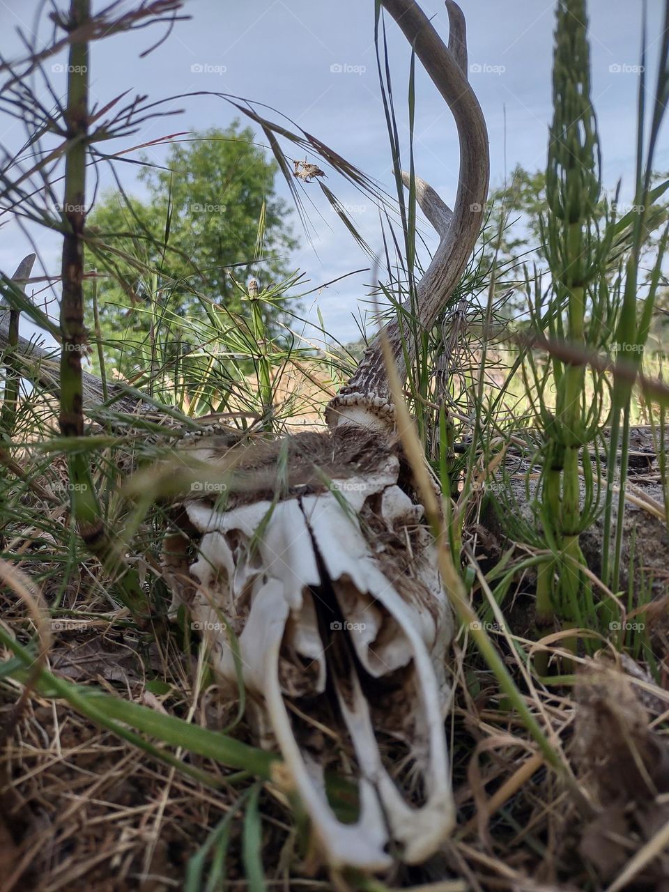 deer skull