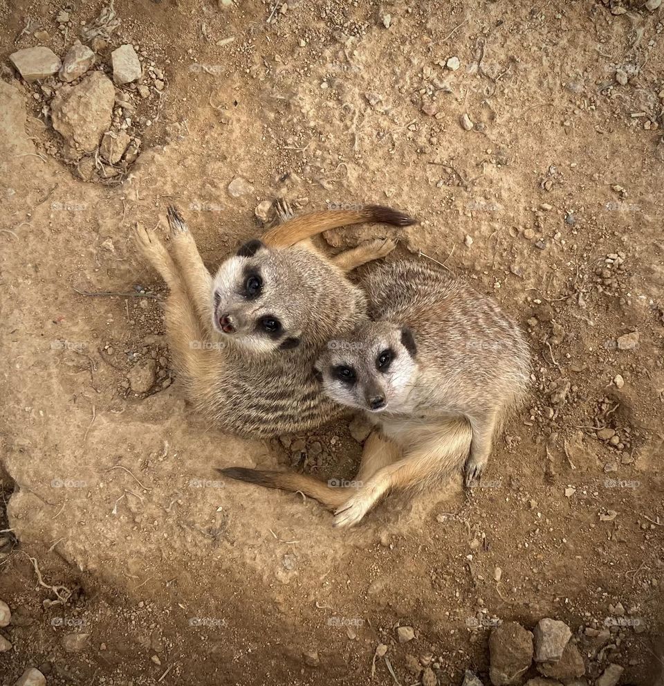 Meerkats