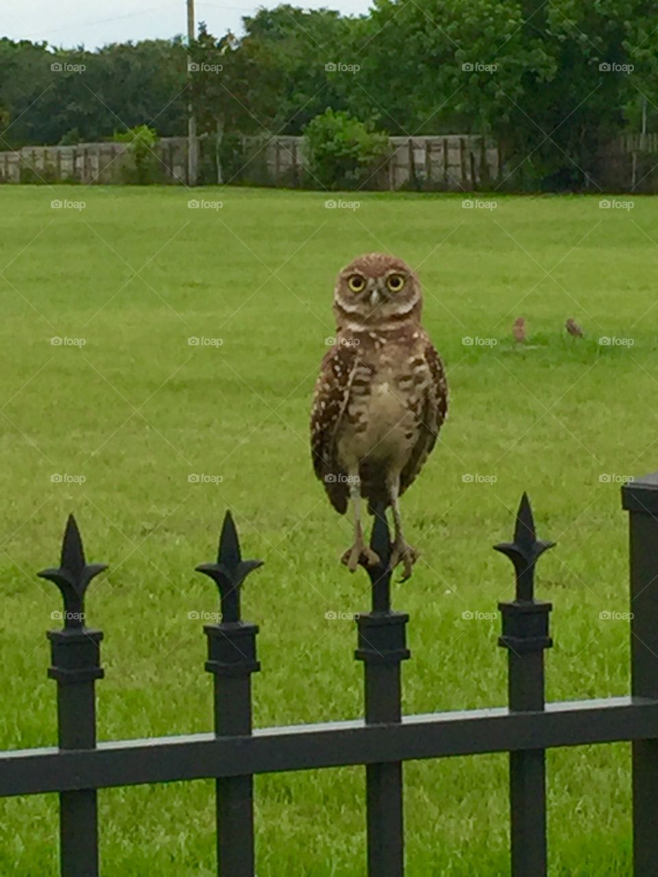 Owl watch over you! 