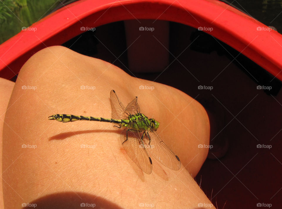 dragonfly landed on the womans leg