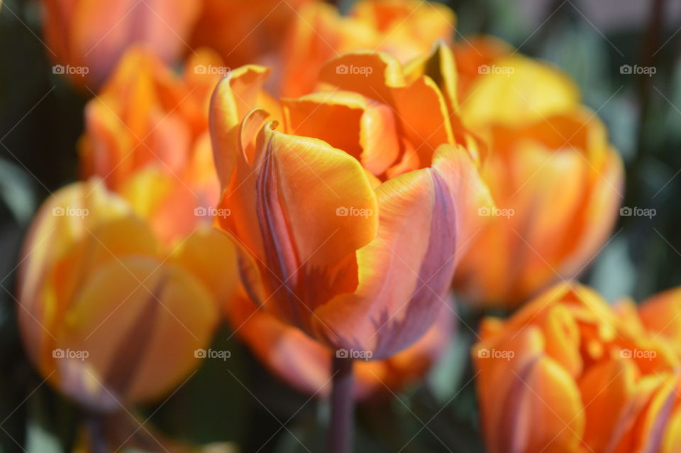 Red And Orange Tulips