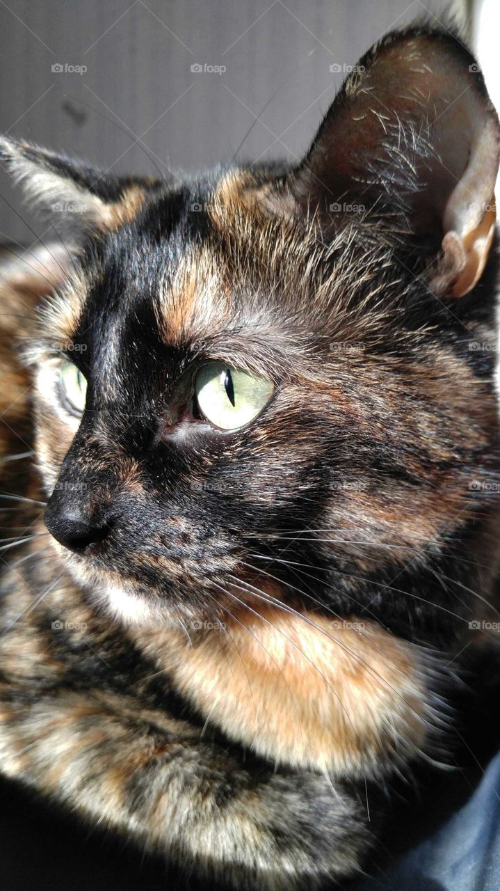 Tortie Cat