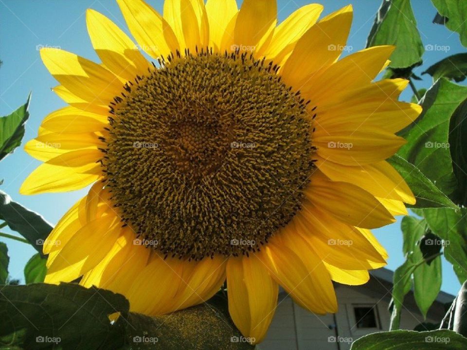 Sunflower