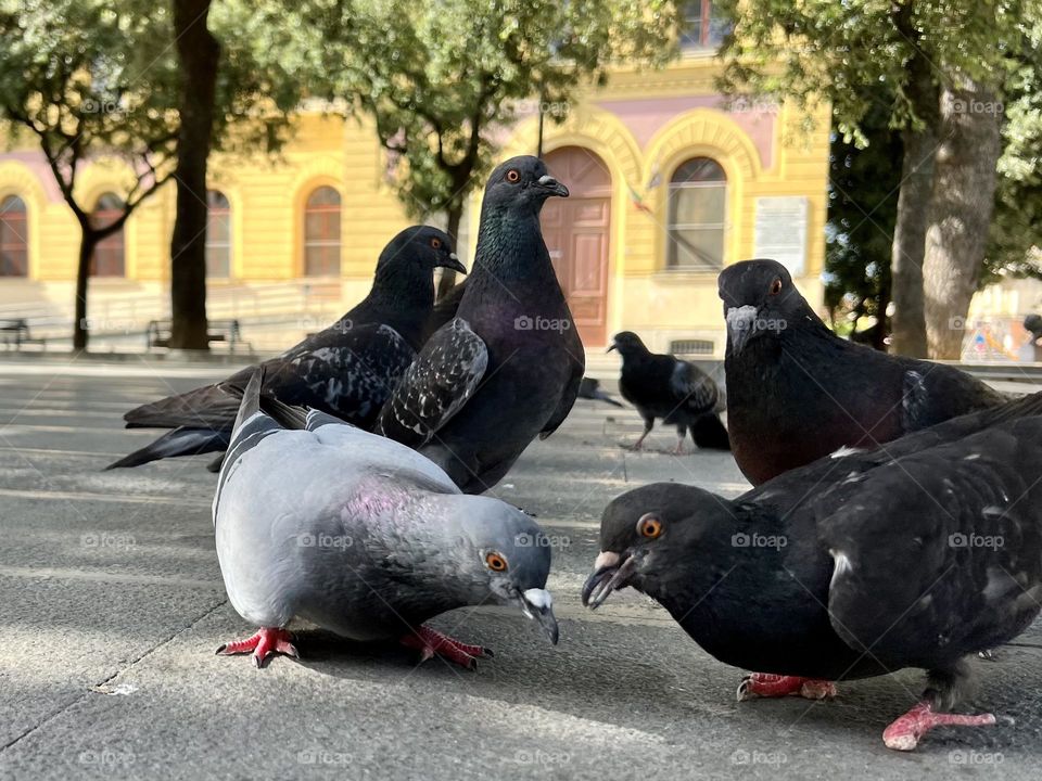 Pigeons 