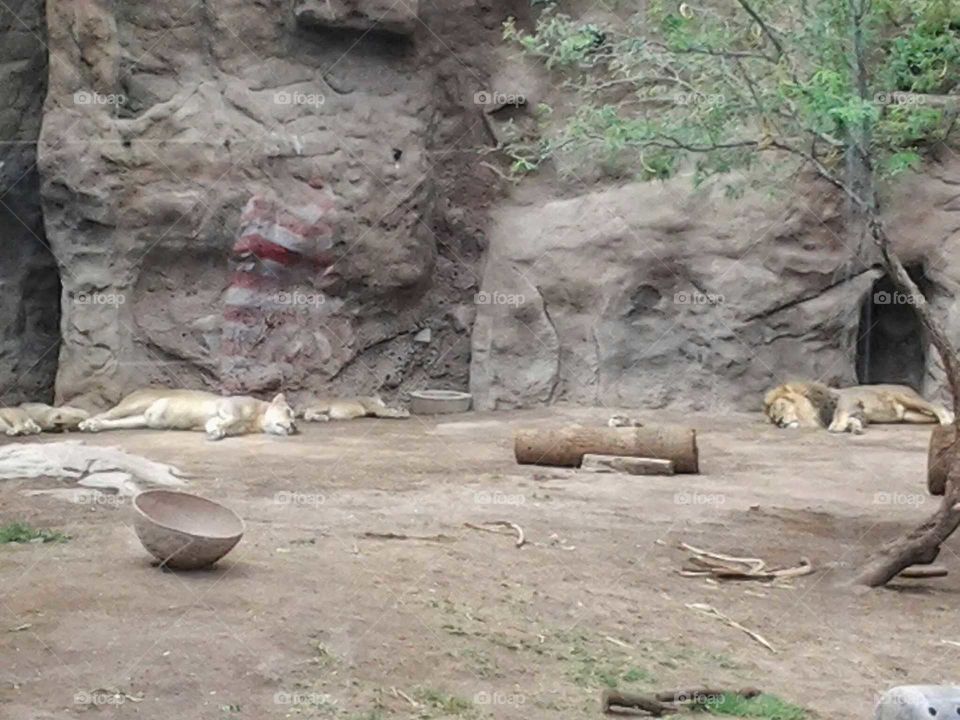 zoo