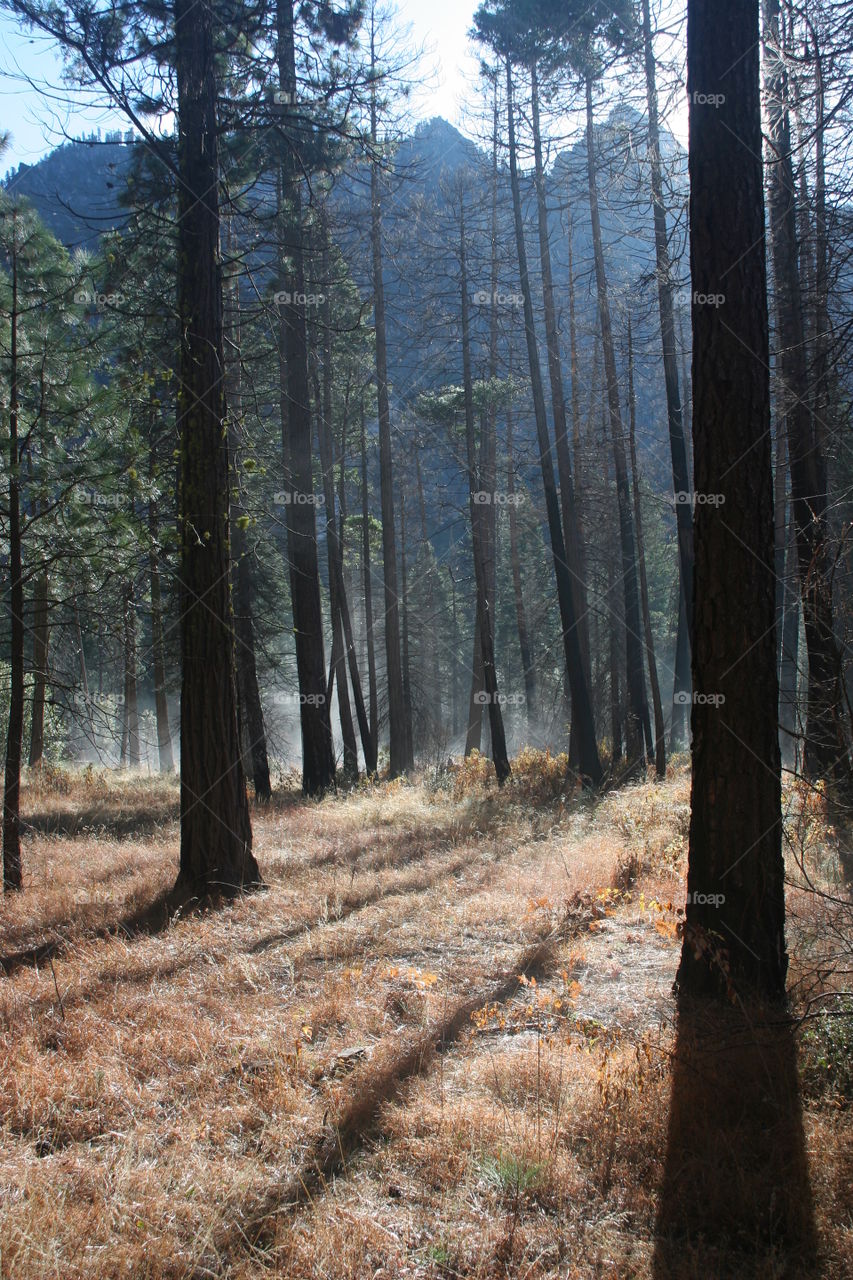 View of trees in forest