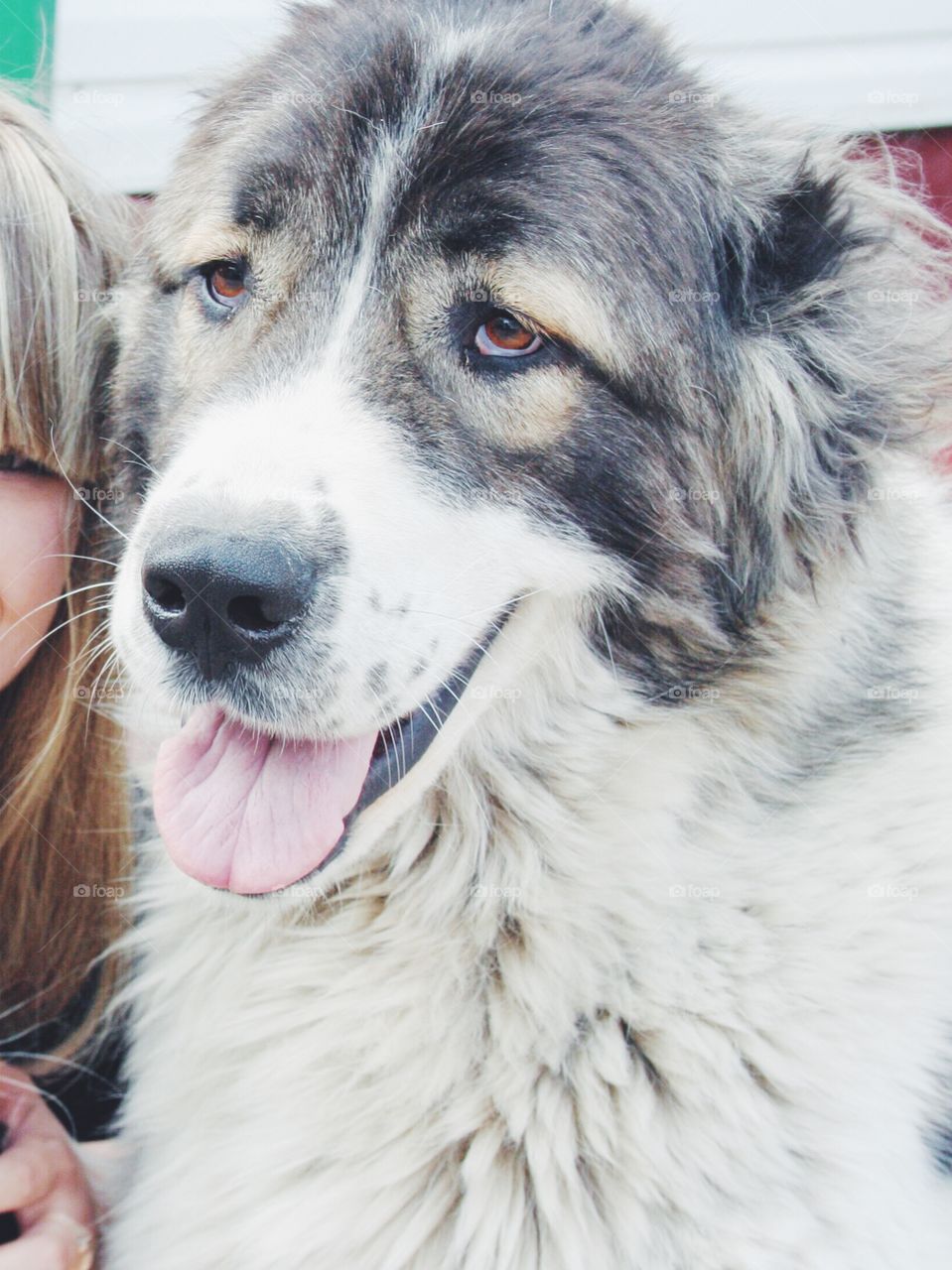 Portrait of dog sticking out tongue