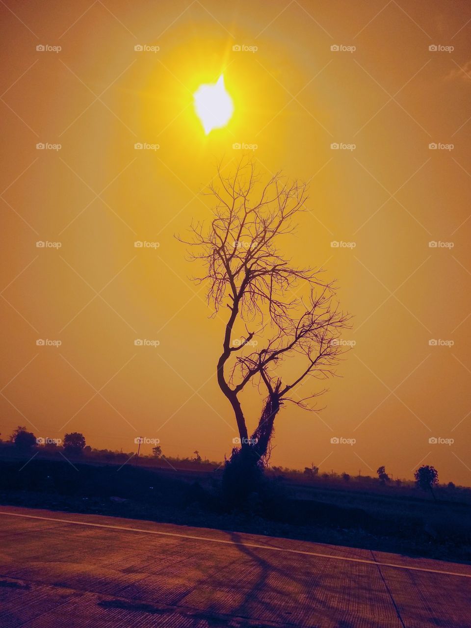 the sunset with tree and yellow filter