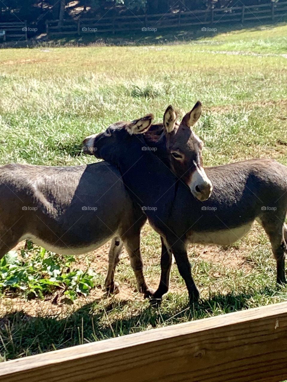 Mama and baby hugs 