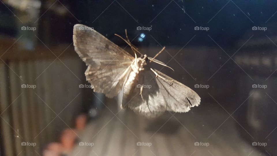 moth on a window