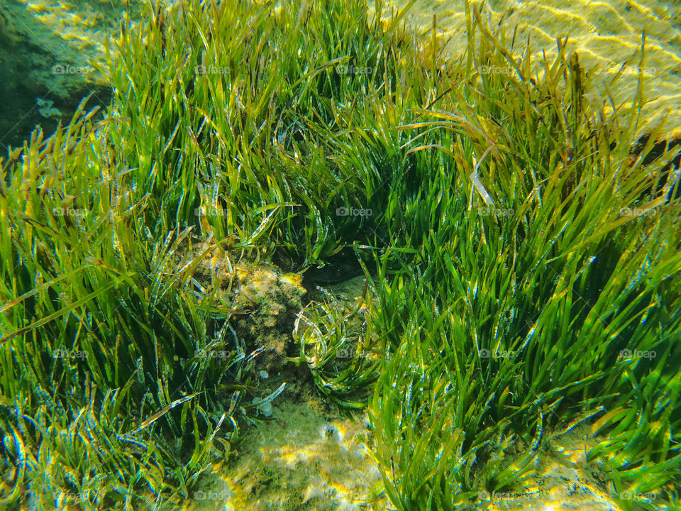 Underwater photo of Posidonia oceanica