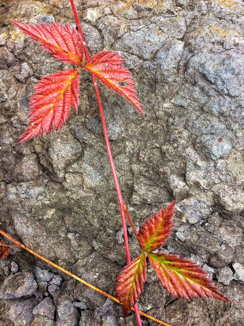 Autumn leaves stone texture 