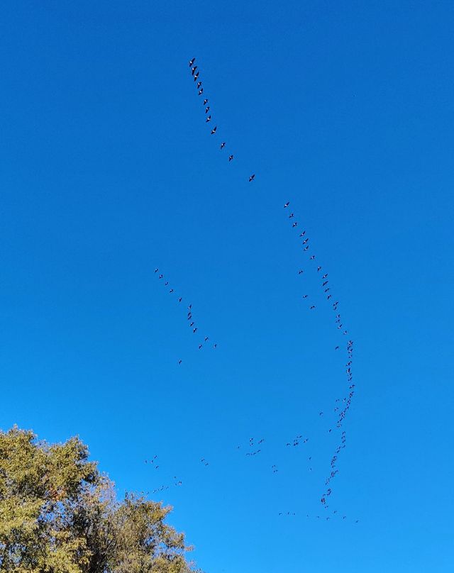 Canadian gooses in the sky