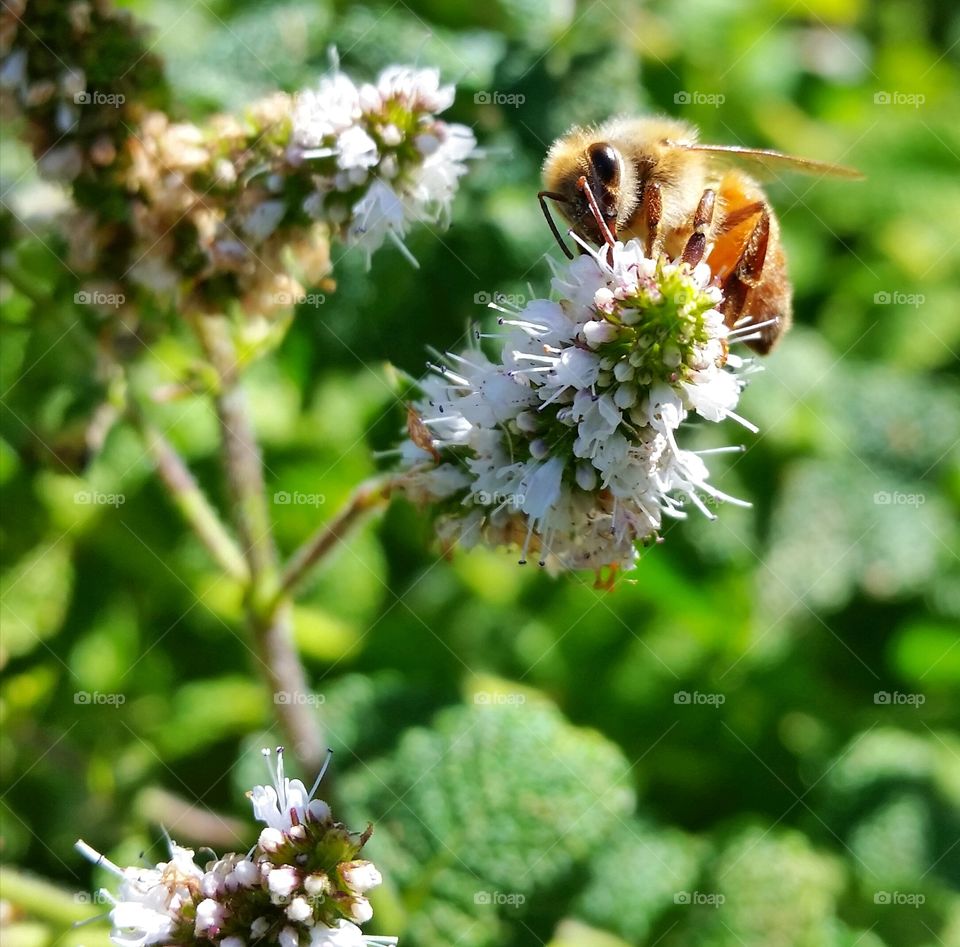 Bee on flowers