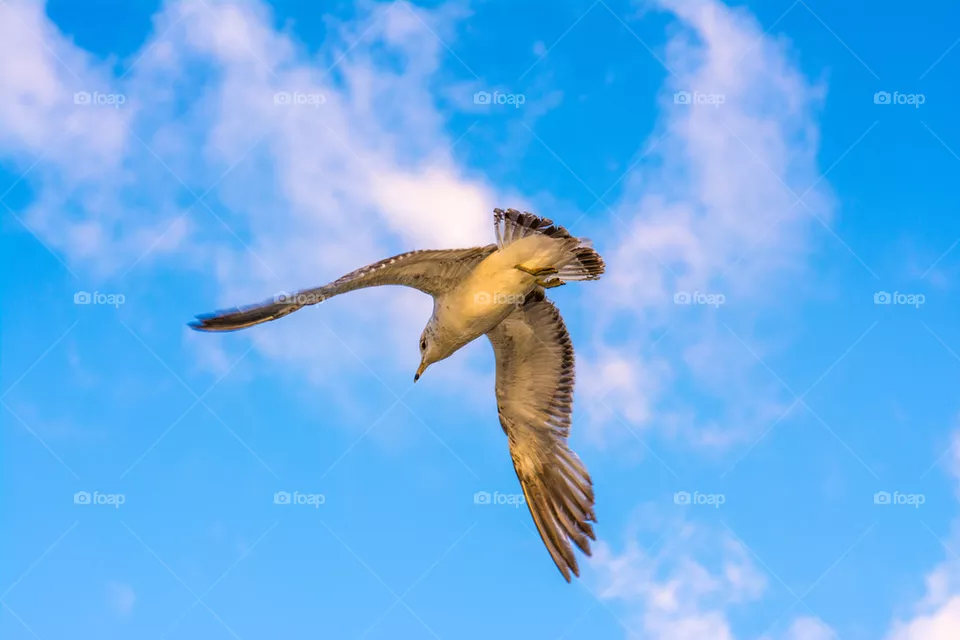 bird