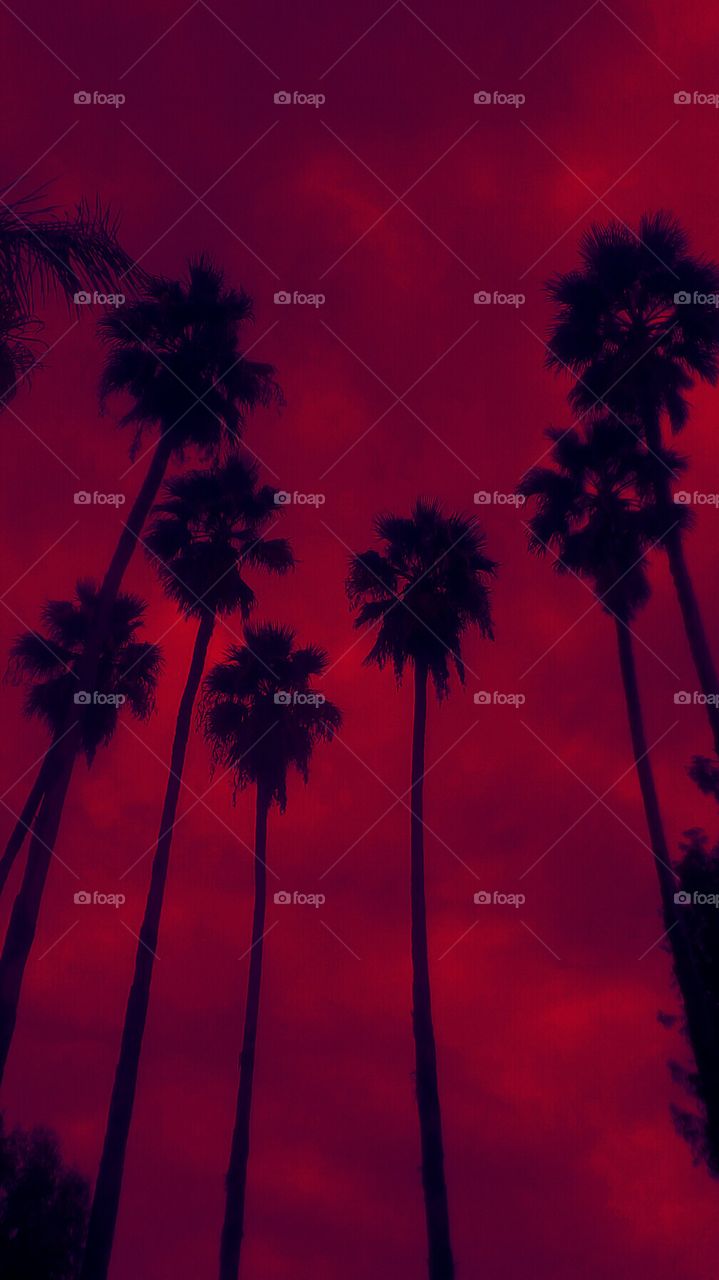 Tallest Palm trees up to gorgeous 
scenic red sky