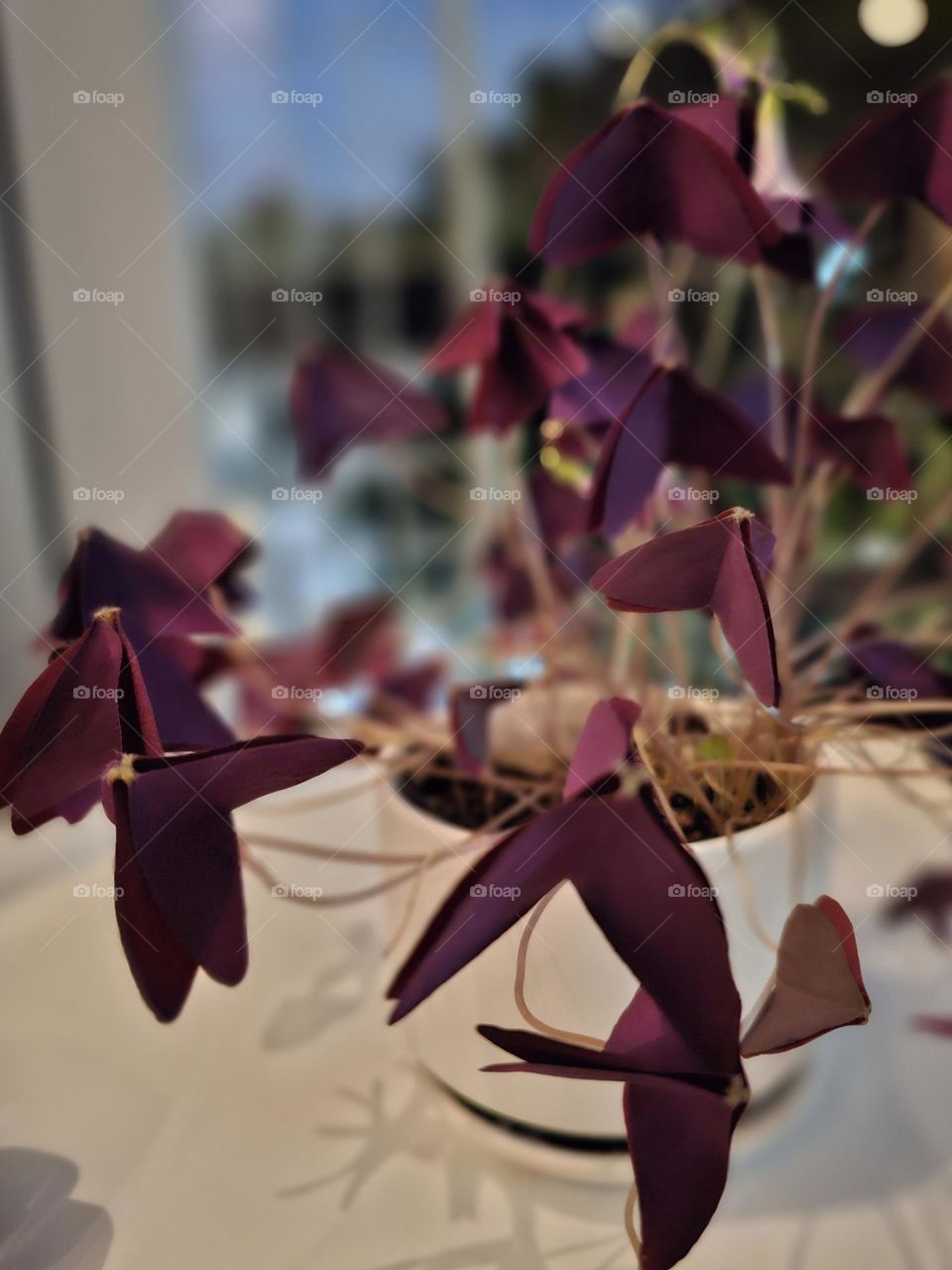 Purple shamrocks at night