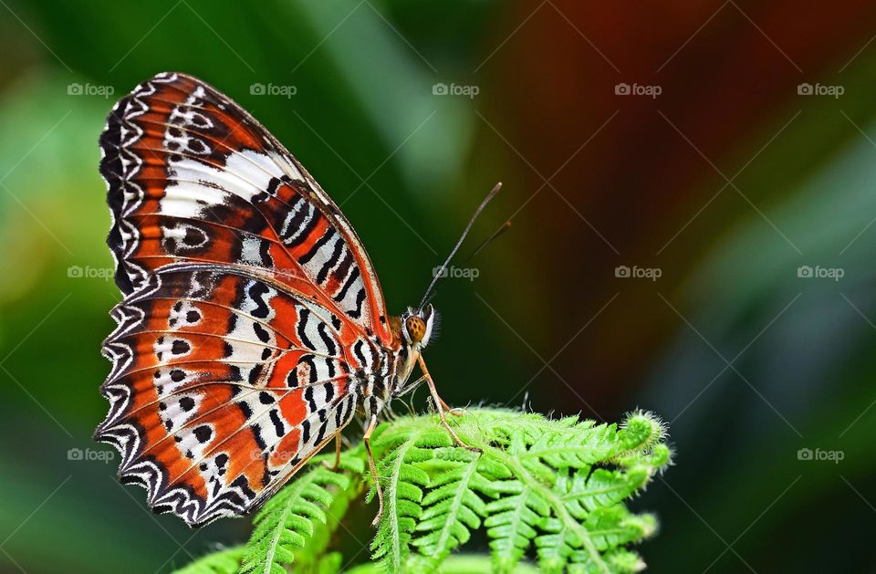 Beautiful and colourful butterfly