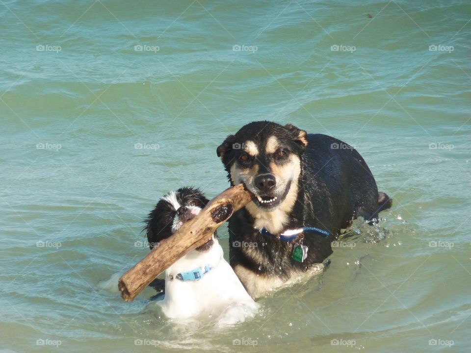 Beach dogs