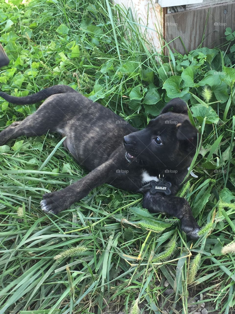 Puppy Harley, 5 weeks, playing in the grass! 