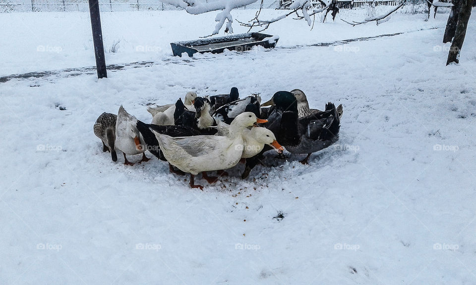 ducks in snow