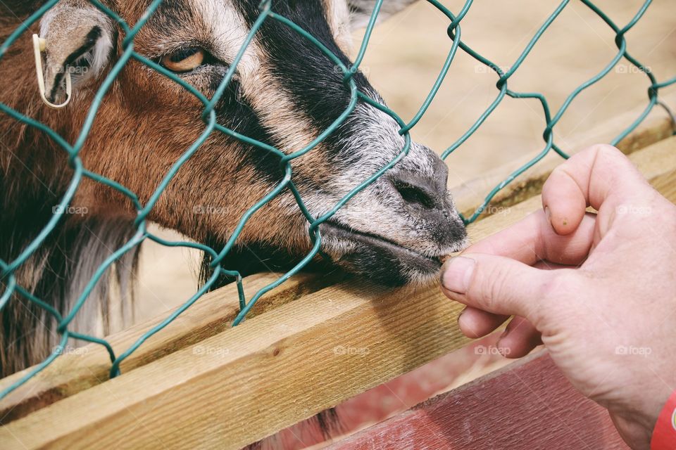 Feeding a goat